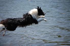 A Border Collie takes a dive.