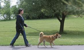 Denver dog and owner enjoying a walk.