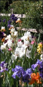 Irises in bloom at Hudson Gardens.