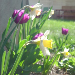 Denver Tulips and Daffodils